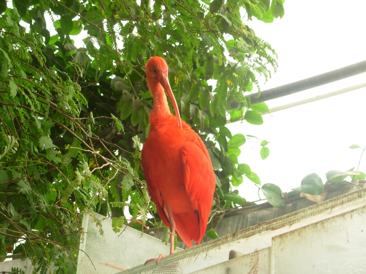 Avifauna humor